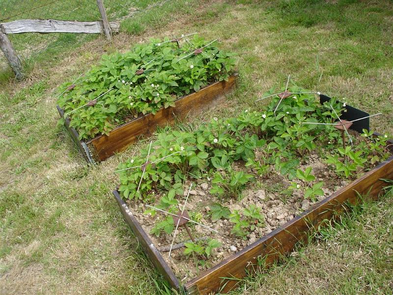 Petites fraises